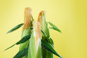 Three freshly picker organic corn cobs isolated against a yellow background.