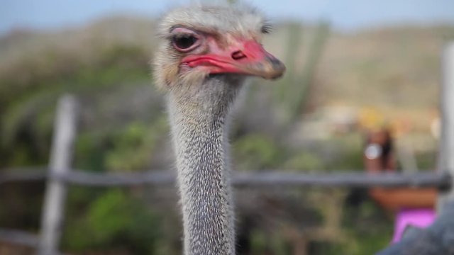 Close up of ostrich's head looking around at ostrich farm during day