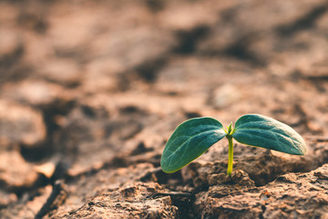 Growth of trees in drought, Living with tree drought.