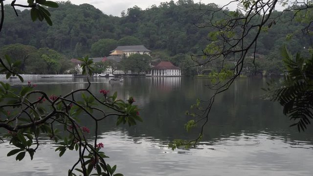 Static shot through flower branches, Across calm lake water to views of Sacred Buddha Tooth temple or Sri Dalada Maligawa in kandy, Sri Lanka