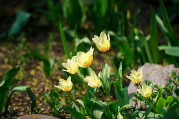 The yellow tulips