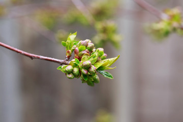 The apricot blossom