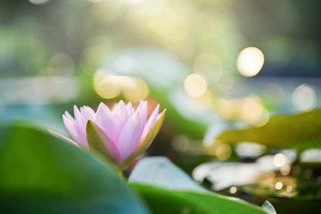 beautiful lotus flower on the water after rain in garden with bokeh.