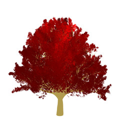 Red maple tree 2D rendering graphic picture isolated on white background. For decorating the garden and forest.