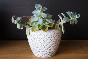 succulent pot plant