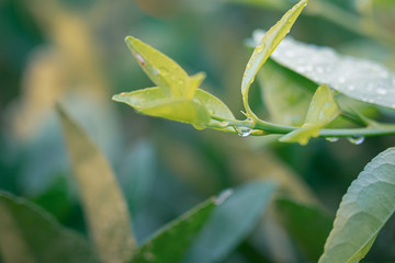 Closeup Drops of water on green leaf after rain, the nature view in the garden at summer.