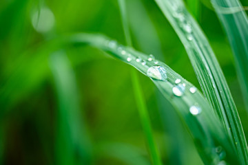 Closeup Drops of water on green leaf after rain, the nature view in the garden at summer.