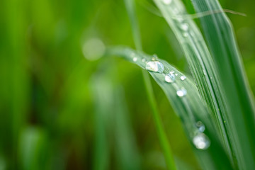 Closeup Drops of water on green leaf after rain, the nature view in the garden at summer.