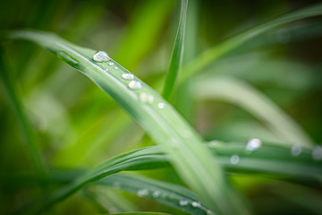 Fototapeta premium Closeup Drops of water on green leaf after rain, the nature view in the garden at summer.