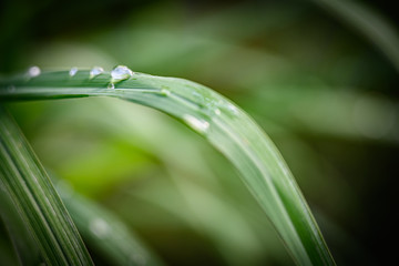 Closeup Drops of water on green leaf after rain, the nature view in the garden at summer.