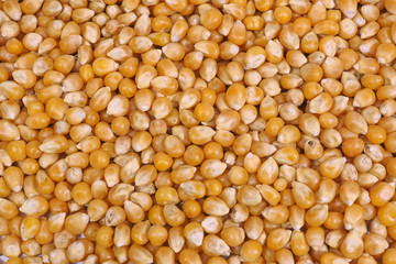 background of corn