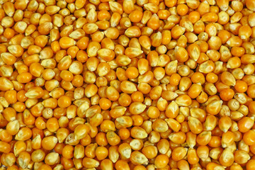 background of corn