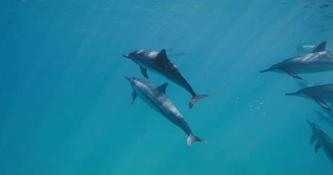 Group of dolphins swimming together through pristine blue ocean in slow motion, amazing underwater ocean wildlife