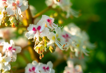 Flowering chestnut, flowering inflorescence of chestnut closeup