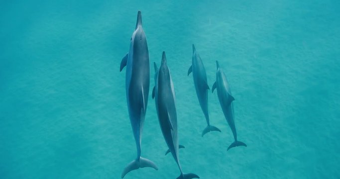 Group of dolphins swimming together through pristine blue ocean water in slow motion, amazing underwater ocean wildlife