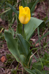  Tulips, spring flowers,  tulips are blooming