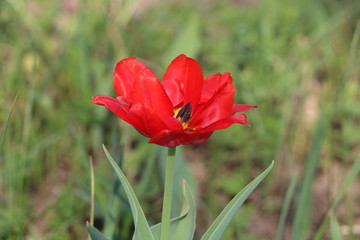  Tulips, spring flowers,  tulips are blooming