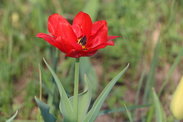  Tulips, spring flowers,  tulips are blooming