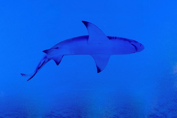 Obraz premium shark in deep blue sea silhouette blue theme