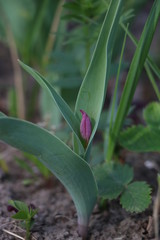 Fototapeta premium Tulips, spring flowers, tulips are blooming