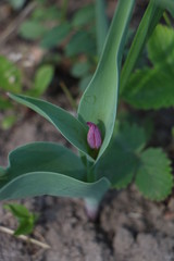  Tulips, spring flowers,  tulips are blooming