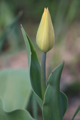  Tulips, spring flowers,  tulips are blooming