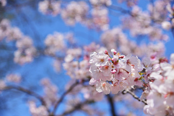 Beautiful pink cherry blossom or Sakura