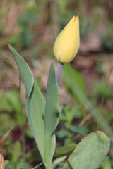  Tulips, spring flowers,  tulips are blooming