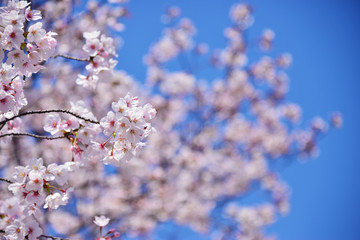 Beautiful pink cherry blossom or Sakura