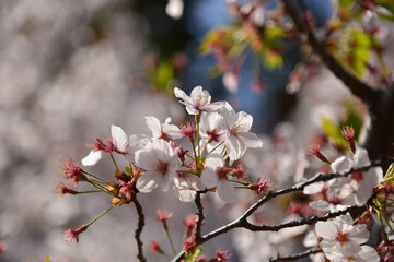 Beautiful pink cherry blossom or Sakura
