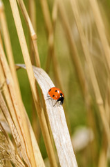 Beetle crawling on the stem.