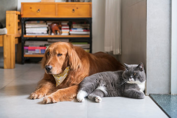 British shorthair and golden retriever friendly