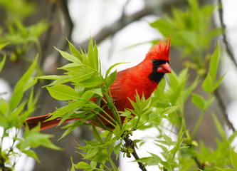 red cardinals standing on the spring green tree branch