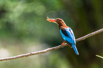 White-throated kingfisher (Halcyon smyrnensis) perched and eating