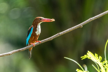 White-throated kingfisher (Halcyon smyrnensis) perched and eating