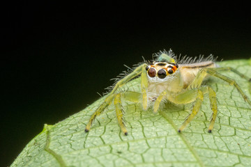 little small jumping spider