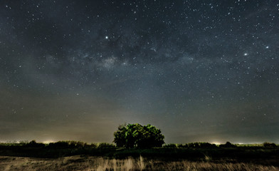 Fototapeta premium Milky way over the lonely tree
