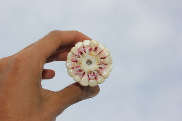 White maize ear with cross section that show colors of purple cob and white seed in human hand.