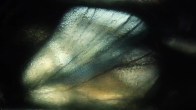 Amphipod circulation at 100x with hemolymph flow.