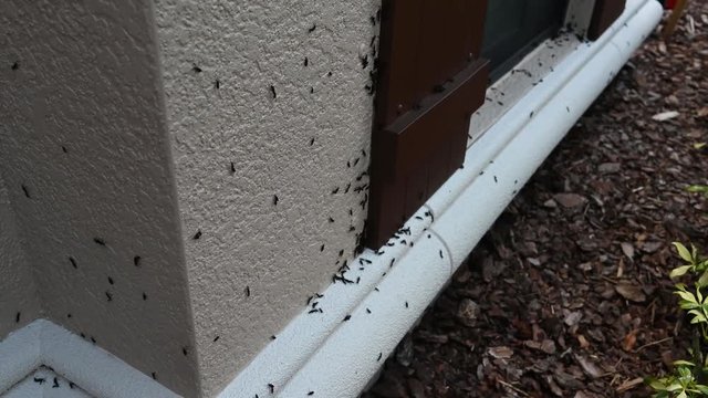 Florida lovebug infestation.  Homeowner view of the seasonal insect mating frenzy.  Honeymoon bugs gather in a swarm and couple together, mating in the air