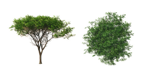 Acacia tree. Isolated on white background. 3D rendering.