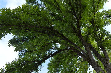 Upward view of tree