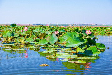 Fototapeta na wymiar Lotus flowers among the big lake.