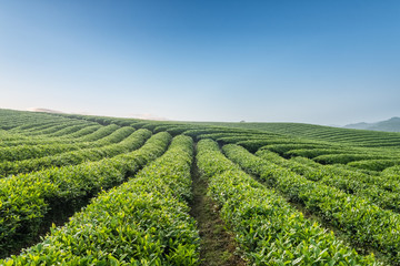Fototapeta na wymiar beautiful tea plantation in morning