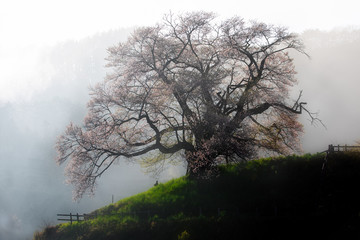 Obraz na płótnie Canvas Beautiful Cherry Tree in fog