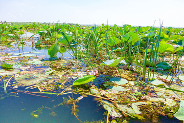 Lotus flowers among the big lake.