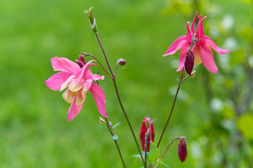 różowe kwiaty w ogrodzie © maciejr23