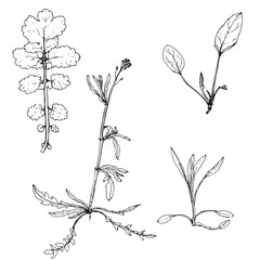 vector scetch of plants