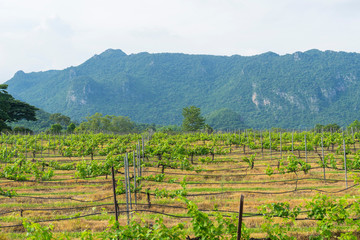 Fototapeta na wymiar Rows of vineyard grape vines, landscape with green vineyards 