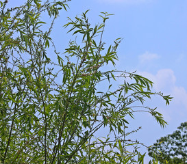 봄에 나무가지 잎